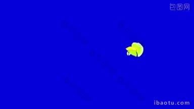 绿色水族馆小公鸡鱼漂浮在一个水族馆动画循环运<strong>动图</strong>形孤立在蓝色屏幕上