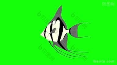 银鳞神仙鱼在水族馆游泳动画循环运<strong>动图</strong>形孤立在绿色屏幕