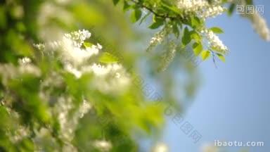 枝头开满鲜花的鸟樱桃树在微风吹过的蓝天下