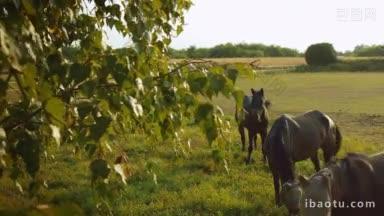 骑校的英国纯种马群在草地上吃草，围栏内的起重机和多利拍摄