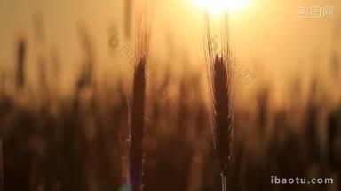 小麦在黎明高清拍摄与电动滑块