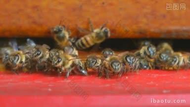 所有的蜜蜂排成一排