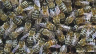 蜜蜂坐在蜂窝里
