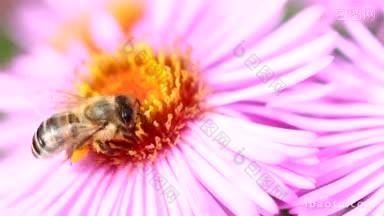 一只蜜蜂在腿上一朵美丽的紫菀花上密集地工作，上面有大量的黄色花粉