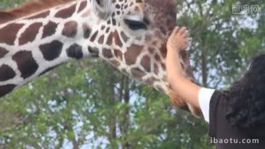 在迈阿密动物园，人们伸出手来喂养和<strong>抚摸</strong>一只成年长颈鹿