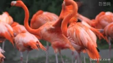 一只粉红色的美洲火烈鸟，它的鸟群正在梳理<strong>自己</strong>