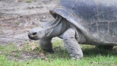 拍一只在草地上行走的大乌龟