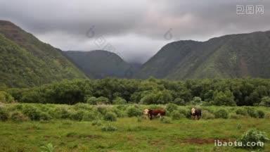 夏威夷风景优美的山谷，放牧着牛群