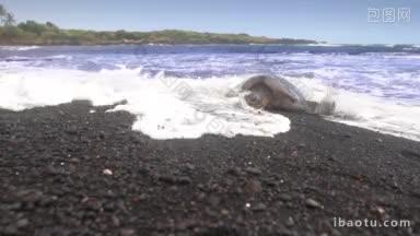 一只绿海龟在夏威夷罕见的黑色沙滩上行走，<strong>海浪</strong>冲刷着它