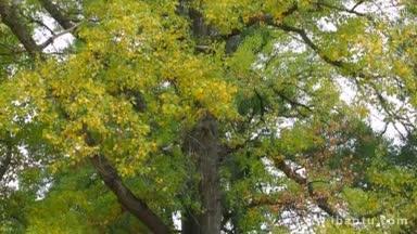 老妇人在公园的秋天<strong>树下看书</strong>打发时间，侧景倾斜拍摄