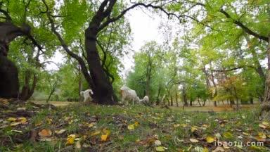 山羊在秋天公园吃草广角