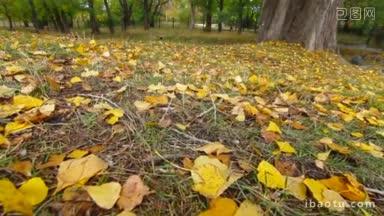 秋天公园广角飘落的黄叶