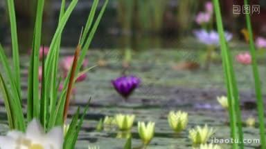 时尚和快节奏的蒙太奇五个不同的自然景观环境在一个时髦的d格式包括一个池塘
