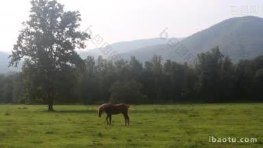 一只棕色的马在一<strong>大片</strong>绿色的田野上吃草，这是在一个风景优美的山谷，四周都是小山