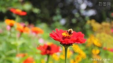 花园近景中雄蕊黄的红花上的雄蜂
