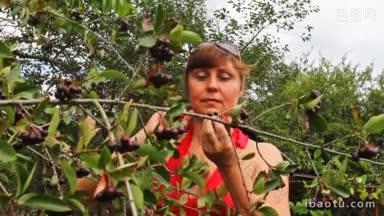 漂亮的女人吃黑颈莓从树上在花园和微笑