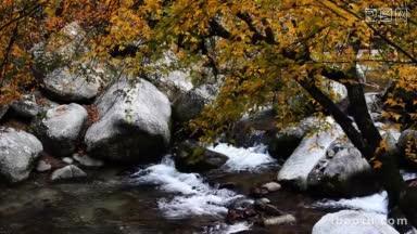秋天的河里，<strong>落叶</strong>漂浮在水面上
