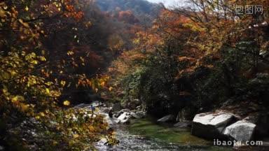 秋天的河里，落叶漂浮在<strong>水</strong>面上