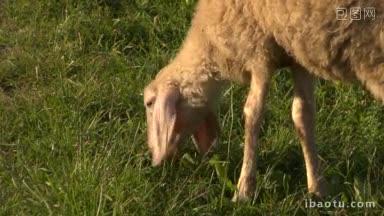 羊群在田里吃草