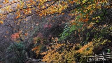 森林和高山在秋天黄叶飘落
