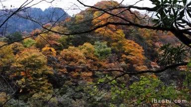 森林和高山在秋天黄叶飘落