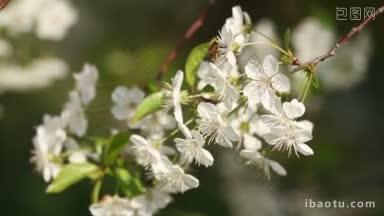 与蜜蜂近距离接触的美丽白花