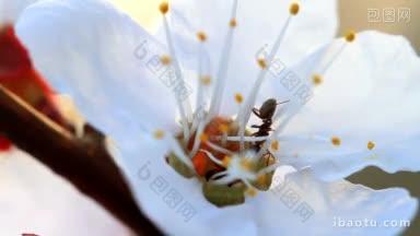 蚂蚁在杏花中工作