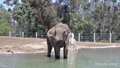 动物园里大象在<strong>水</strong>里