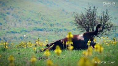 美丽的风景和死去的母牛的模糊形象