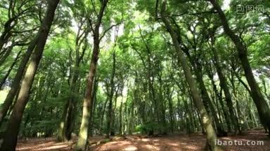 德国森林里的晨光随着时间的推移在树干、树枝和树叶上<strong>移动</strong>