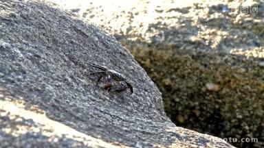岩石里一只螃蟹正在吃东西