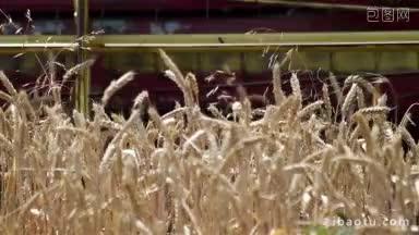 收割机在收割成熟小麦时接近镜头