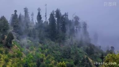 森林里的雾会慢慢消失