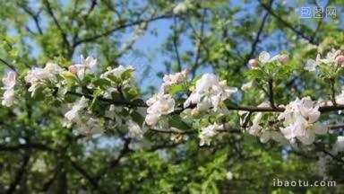 从左到右，白色的苹果花开在绿色的枝头上
