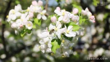 蜜蜂从白苹果花上采集花蜜和花粉