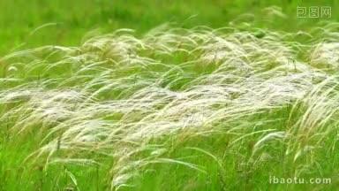 草地上美丽的针尖草