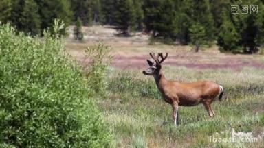 一只雄鹿穿过约塞米蒂国家公园的tuolumne草地，发现了其他的鹿，并跺<strong>着</strong>蹄子