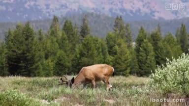 一只雄鹿在约塞米蒂<strong>国家公园</strong>的tuolumne草地上吃草