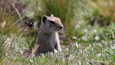 <strong>蒙太奇</strong>与约塞米蒂国家公园的草原土拨鼠的镜头