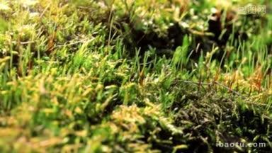 苔藓在春天最酸的<strong>高</strong>清拍摄与电动滑块