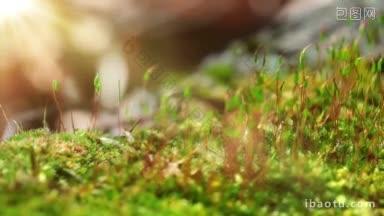 苔藓在春天最酸<strong>的</strong>高清拍摄与电动滑块