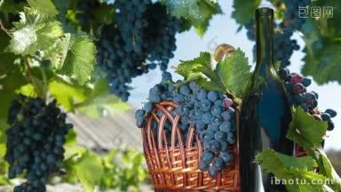 新鲜的深蓝色葡萄在柳条篮和酒瓶葡萄酒靠藤