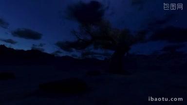 孤独的树在夜晚相机飞翔