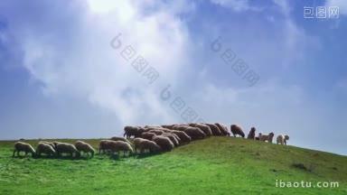 田园诗般的<strong>丘陵</strong>景色，羊群在吃草