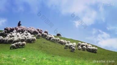 田园诗般的<strong>丘陵</strong>景色，羊群在吃草