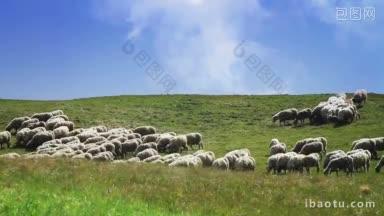 田园诗般的丘陵景色，羊群在吃草