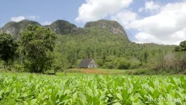 古巴自然景观的烟草种植园和山区在维纳莱斯