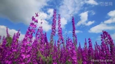 田野的粉红色花朵和蓝色的天空自然背景