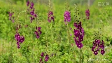 美丽的野花，紫色毛蕊花，毛蕊花，凤凰花