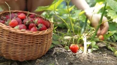 孩子在小农场采摘新鲜草莓